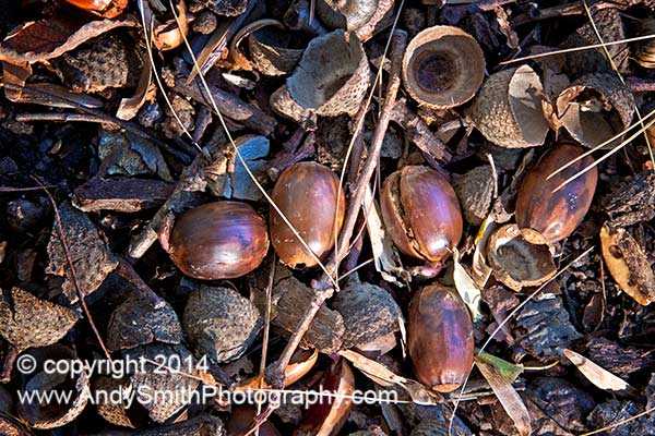 Acorns